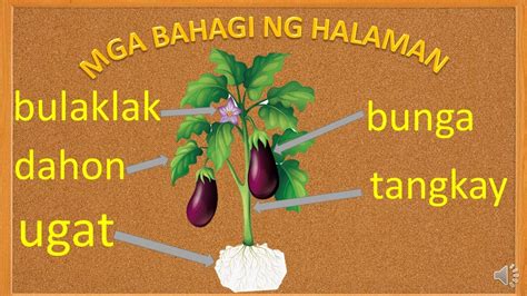 Mga Bahagi ng Halaman .